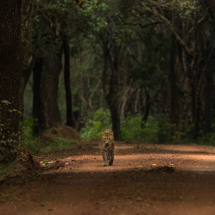 Yala, Sri Lanka