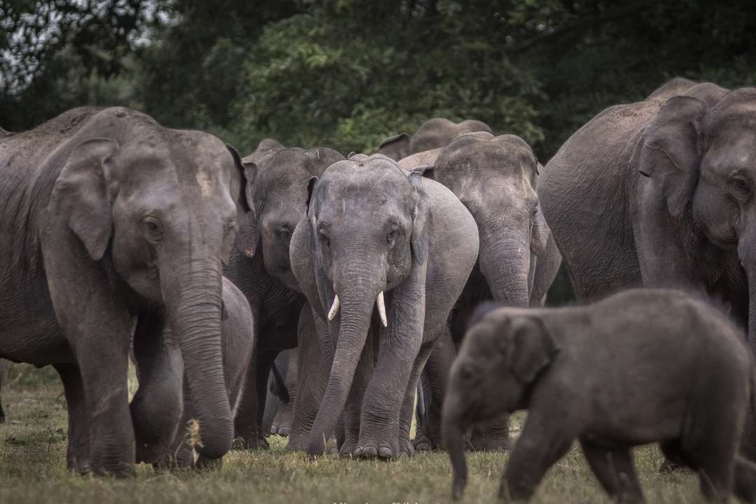 An elephant herd in a Sri Lankan national park