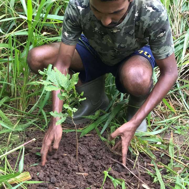 Tree planting to offset a journey’s carbon footprint