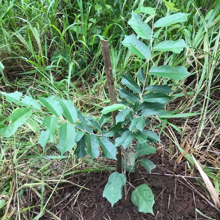 Tree planting to offset a journey’s carbon footprint
