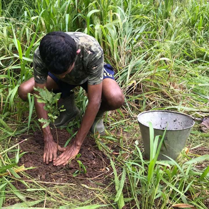 Tree planting to offset a journey’s carbon footprint