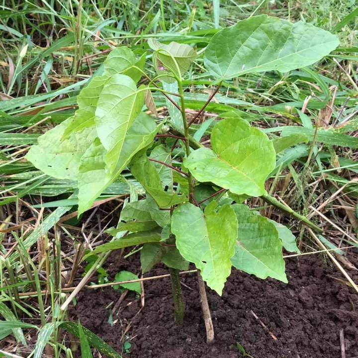 Tree planting to offset a journey’s carbon footprint