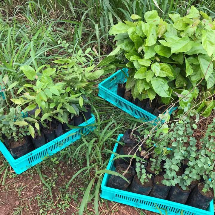 Tree planting to offset a journey’s carbon footprint