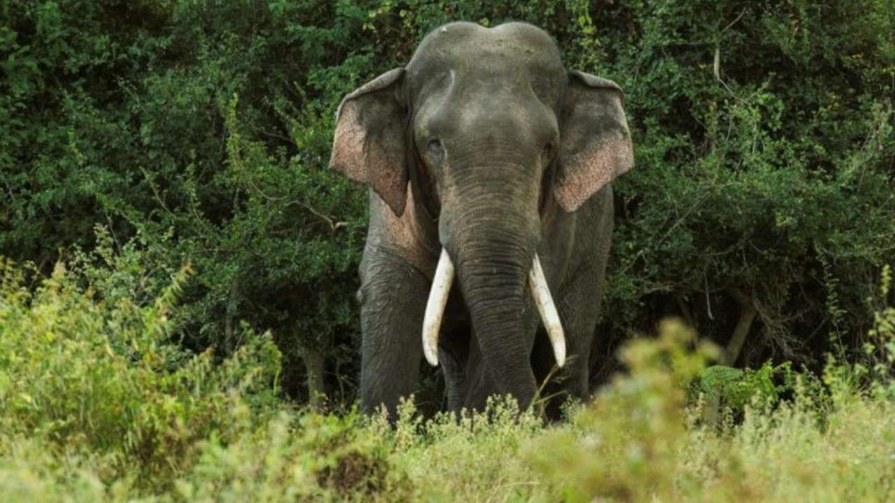 Yala, Sri Lanka